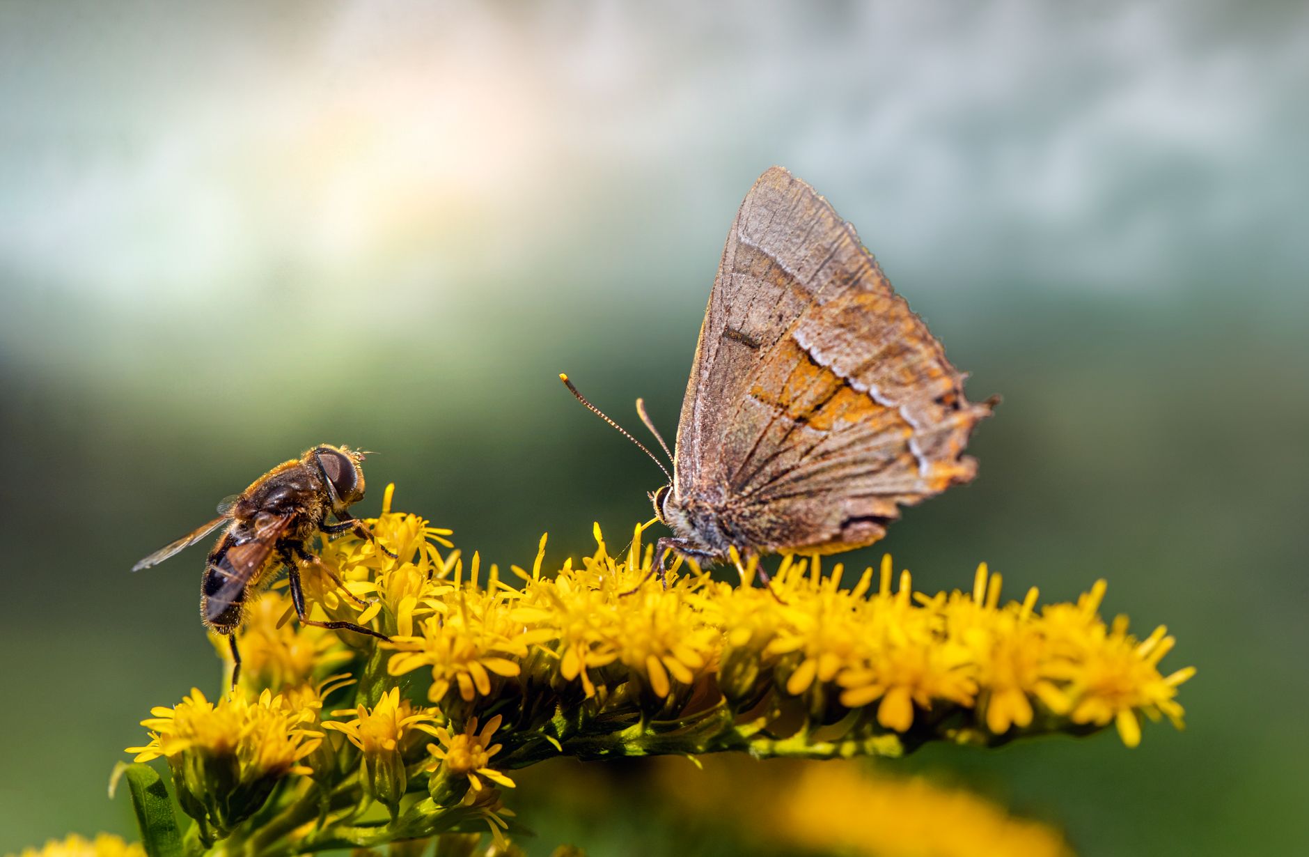 Biodiversiteit